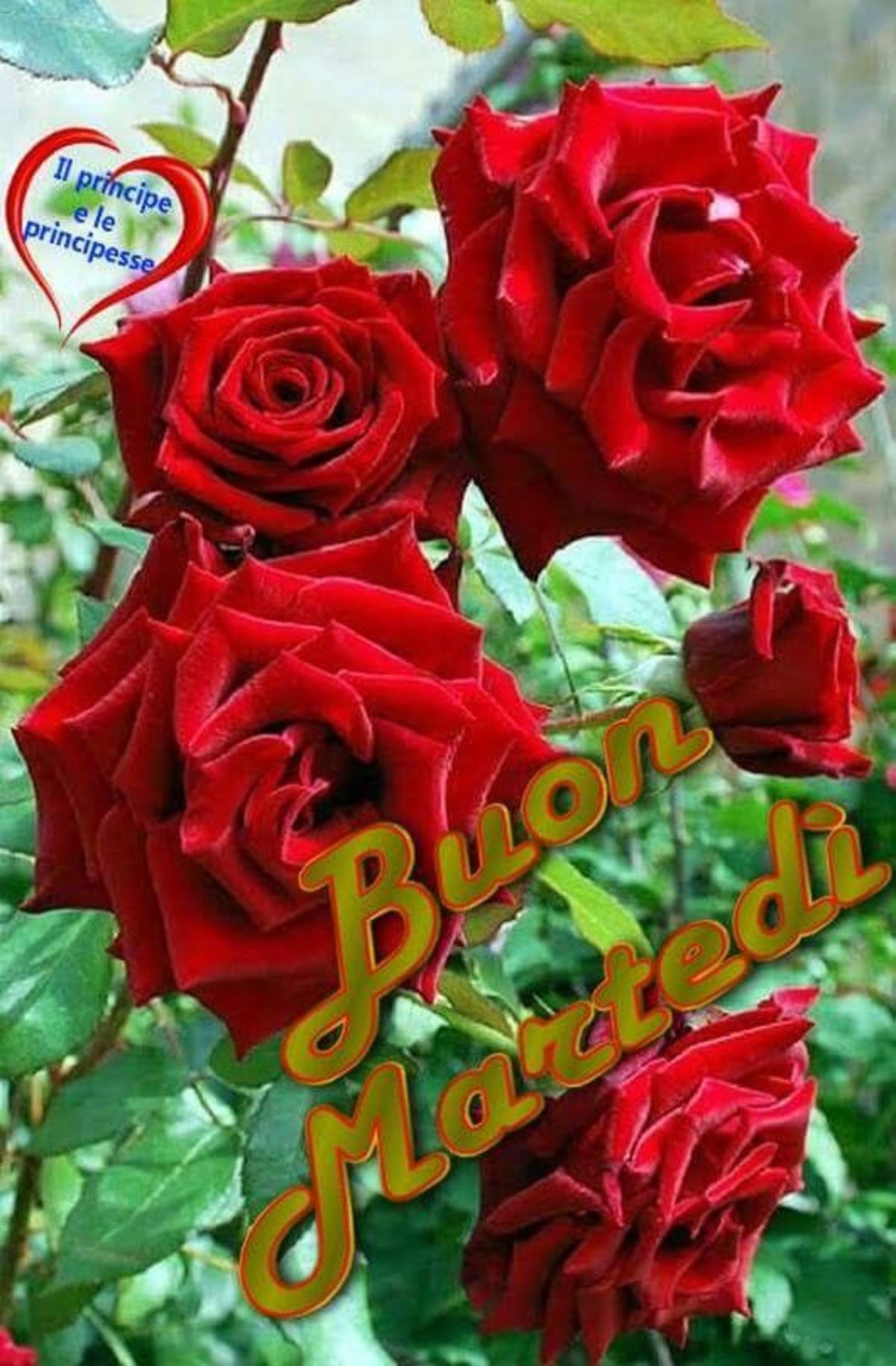 Buon Martedì con le rose rosse
