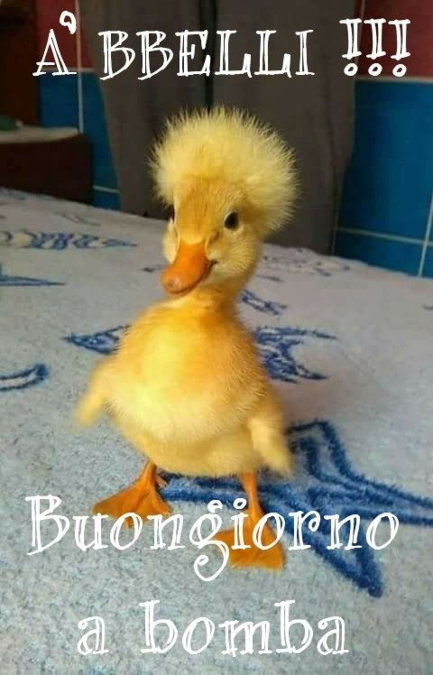 Buongiorno buffo