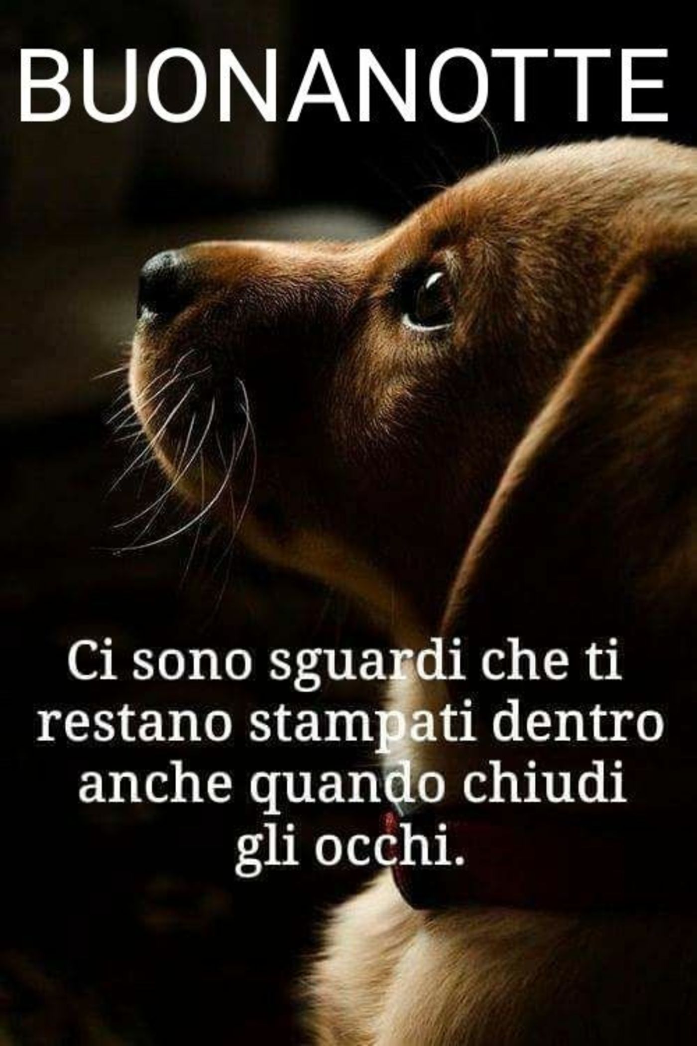 Buonanotte immagini nuove 3757